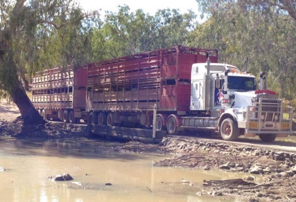 Stockyard Transport Driver Jobs Australia